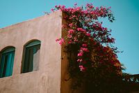 Fleurs d'été