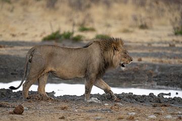 Afrikaanse leeuw loopt bij waterpoel in Namibië, Afrika van Patrick Groß