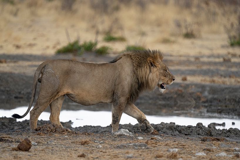 African lion walking at waterhole in Namibia, Africa by Patrick Groß