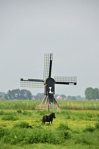 Molentje in Friesland