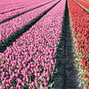 Tulpenfeld mit lila und roten Tulpen. von Albert Beukhof
