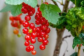 Red berry on bush with green leaves. by Jean Weijnen