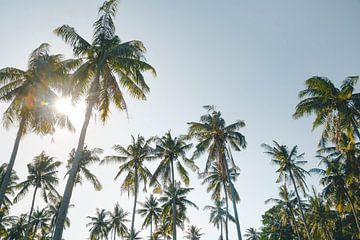 Palmbomen bos | reisfotografie print | Lombok Indonesië van Kimberley Jekel