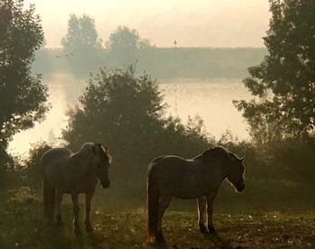 Rivierlandschap met Fjordenpaarden