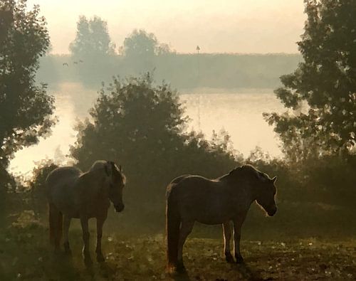 River landscape with Fjord horses
