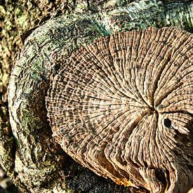 Wat zie je vaak mooie lijnen in oud hout van Natuurpracht   Kees Doornenbal