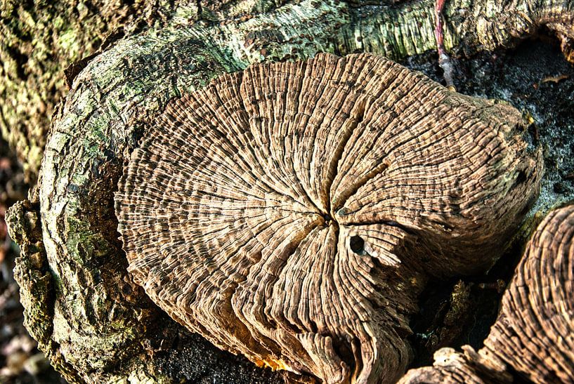 Qu'est-ce qu'ils vous souvent belles lignes dans le vieux bois par Natuurpracht   Kees Doornenbal