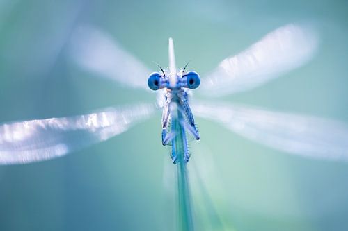 Ochtendstilte waterjuffer