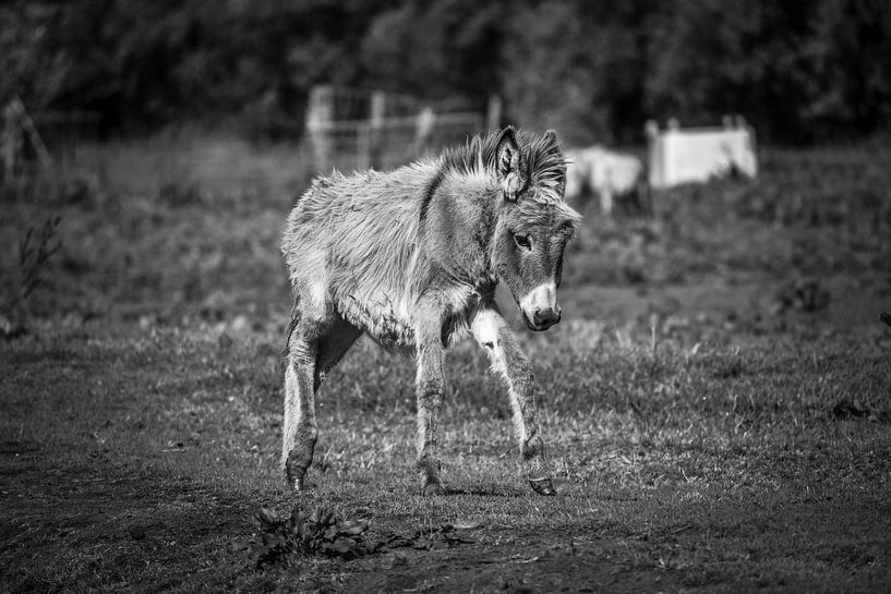 Donkey by Frank van Eis