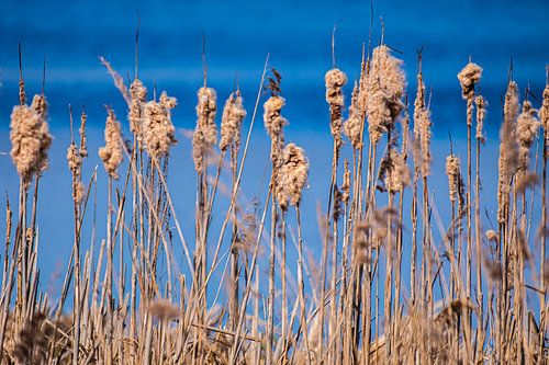 Frühlings-Schilfkragen von Brian Morgan