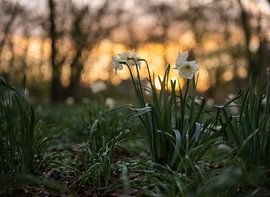 Blumen Teil 105 von Tania Perneel