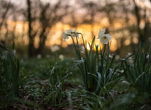 Blumen Teil 105