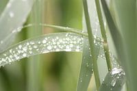 waterdruppels
