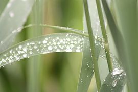 waterdruppels von Claas-Jan Jager