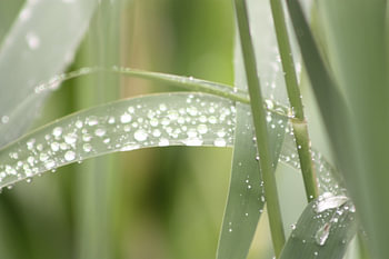 waterdruppels