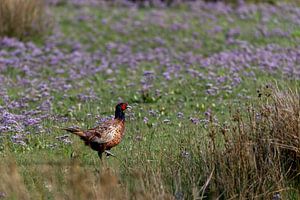 Fasan (Phasianus colchicus