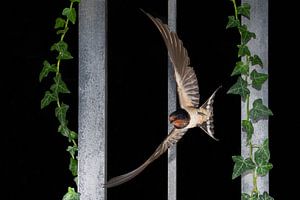 Boerenzwaluw (Hirundo rustica) van Beschermingswerk voor aan uw muur