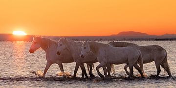Paarden in de zee bij zonsopkomst (Camargue) van Kris Hermans
