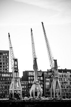 Cranes of Antwerp van Studio Artwa