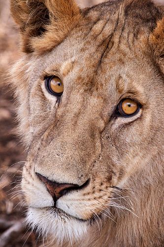 lioness by Paul Jespers