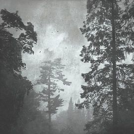 Paysage forestier dans le brouillard sur Dirk Wüstenhagen