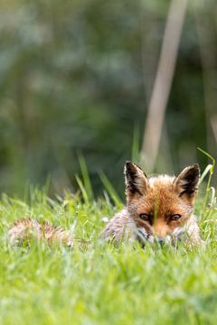 Nieuwsgierige vos in de Oostvaardersplassen van Foto.Gisli