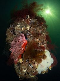 Lumpsucker at his nest in the Oosterschelde by René Weterings