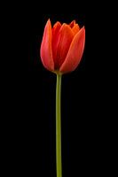 Rode Tulp