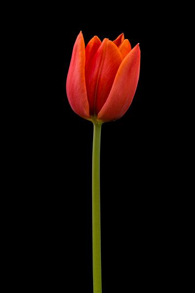 Red Tulip by Jan Peter Mulder