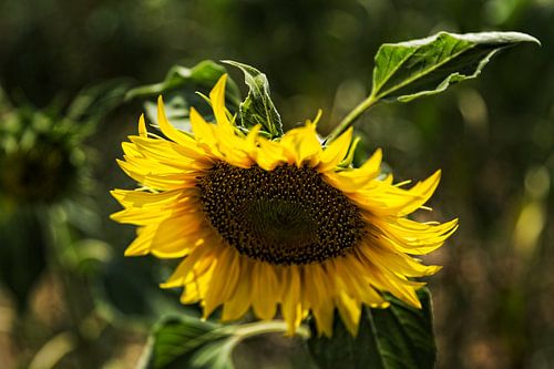 De zon in huis The sun in the house