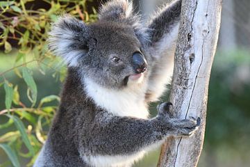 Close-up van koala of koalabeer van Rini Kools