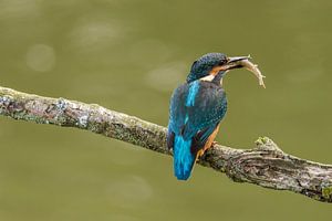 Kingfisher male (Alcedo atthis) with fish.