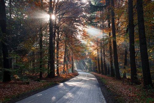Herfstochtend Sallandse Heuvelrug