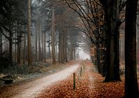 Fog in a winter forest with orange leaves | Mastbos Breda Netherlands