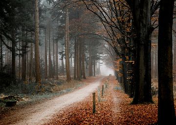 Brouillard dans une forêt d'hiver avec des feuilles orange | Mastbos Breda Pays-Bas sur Merlijn Arina Photography