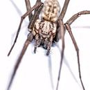 Harige spin in aanvalshouding op witte achtergrond. par Harrie Muis Aperçu
