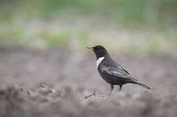 Ring ouzel; Turdus Torquatus by Marcel de Bruin thumbnail