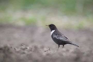 Beflijster; Ring Ouzel; Turdus Torquatus van Marcel de Bruin