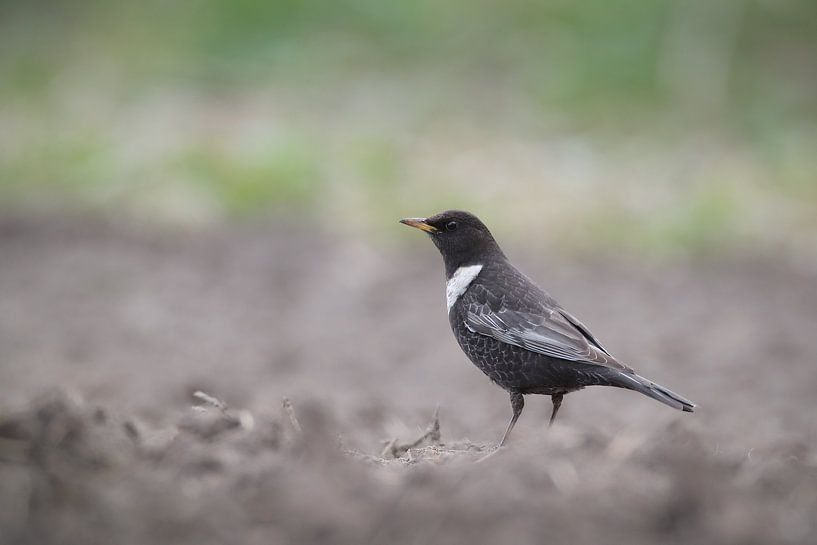 Ring ouzel; Turdus Torquatus by Marcel de Bruin