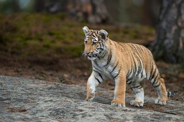 Royal Bengal Tiger ( Panthera tigris ), young animal by wunderbare Erde