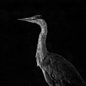 Portrait of a Grey Heron by Dushyant Mehta