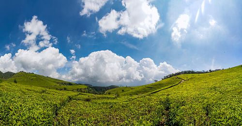 Groene theevelden met blauw lucht
