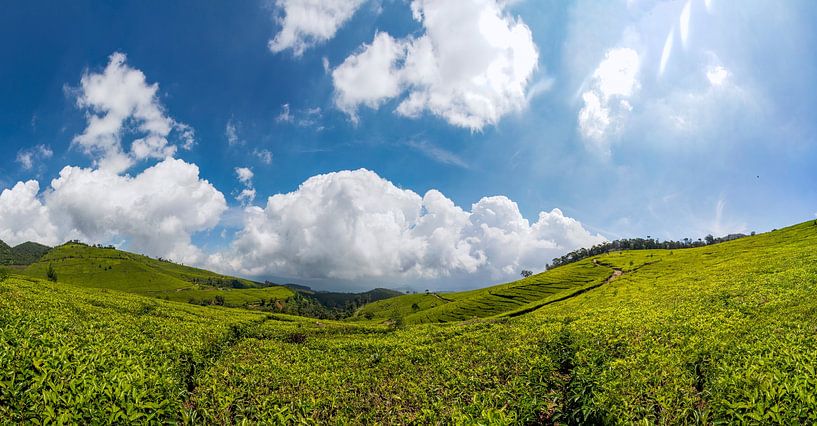 Grüne Teefelder mit blauem Himmel von Floyd Angenent