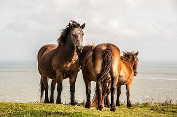 Paarden bij White Cliffs Dover