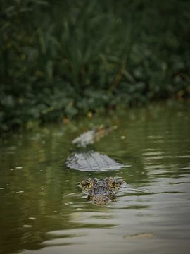 The gaze of a caiman by FlashFwd Media