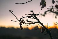 Pflanzen Abendsonne Naturschutzgebiet Maashorst Uden Makrofotografie
