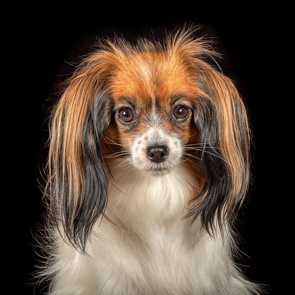 Papillon-Hund von Tony Wuite