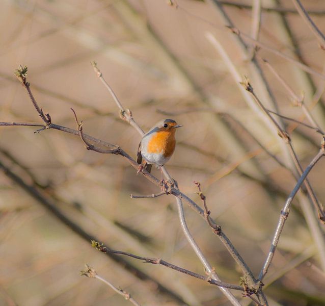 Roodborstje van Thomas Depauw