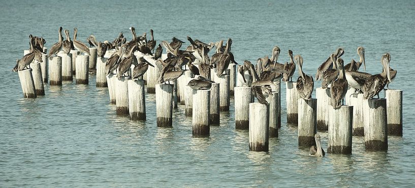 Pelikanen van Jaap Voets