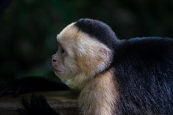 White-faced Capuchin in Manuel Antonio – Playful Resident of the Rainforest